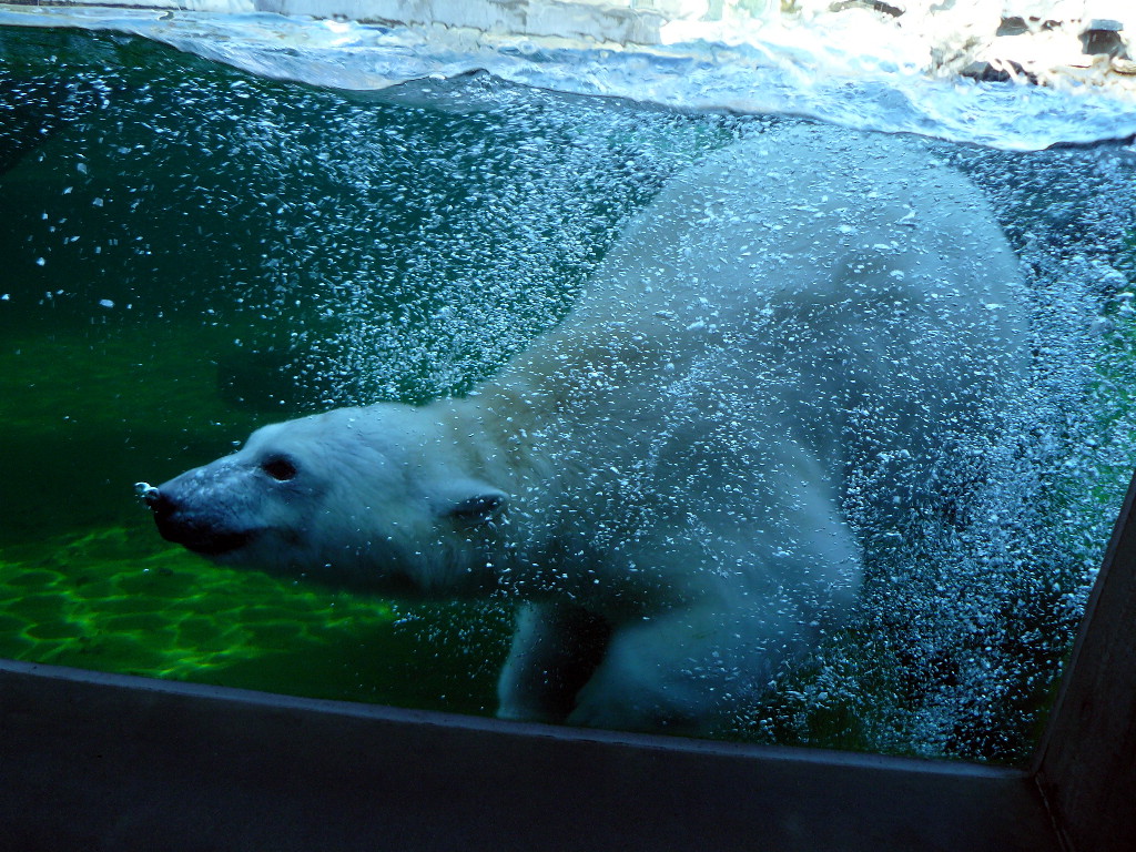 Wilbär