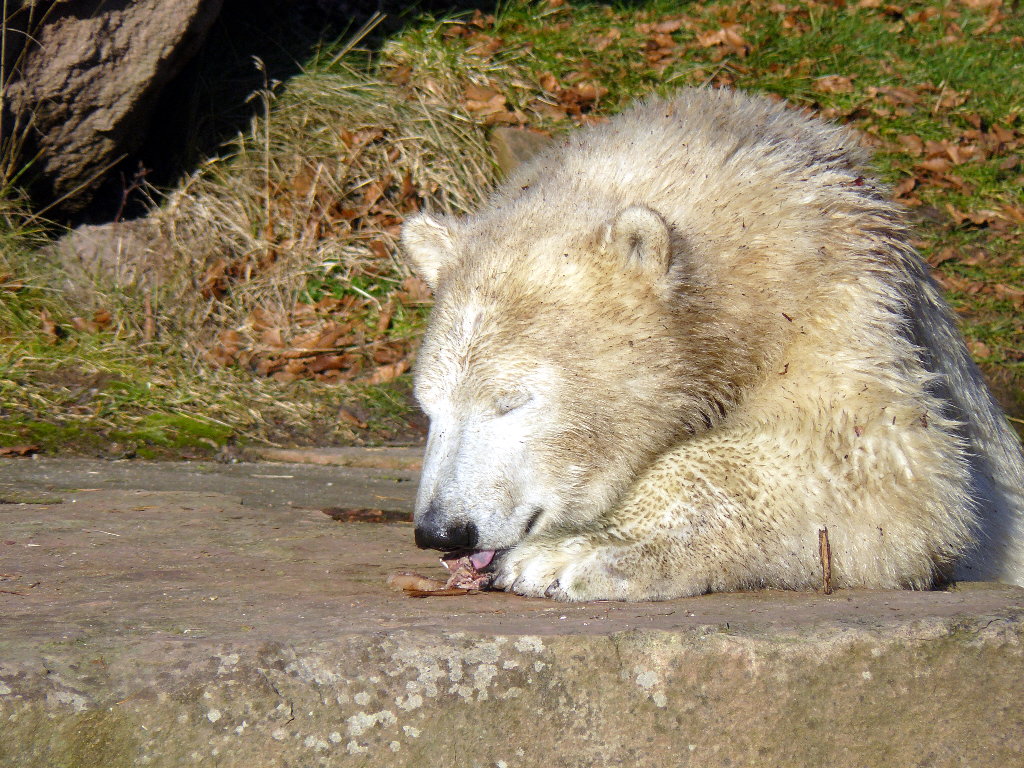 Eisbär Flocke