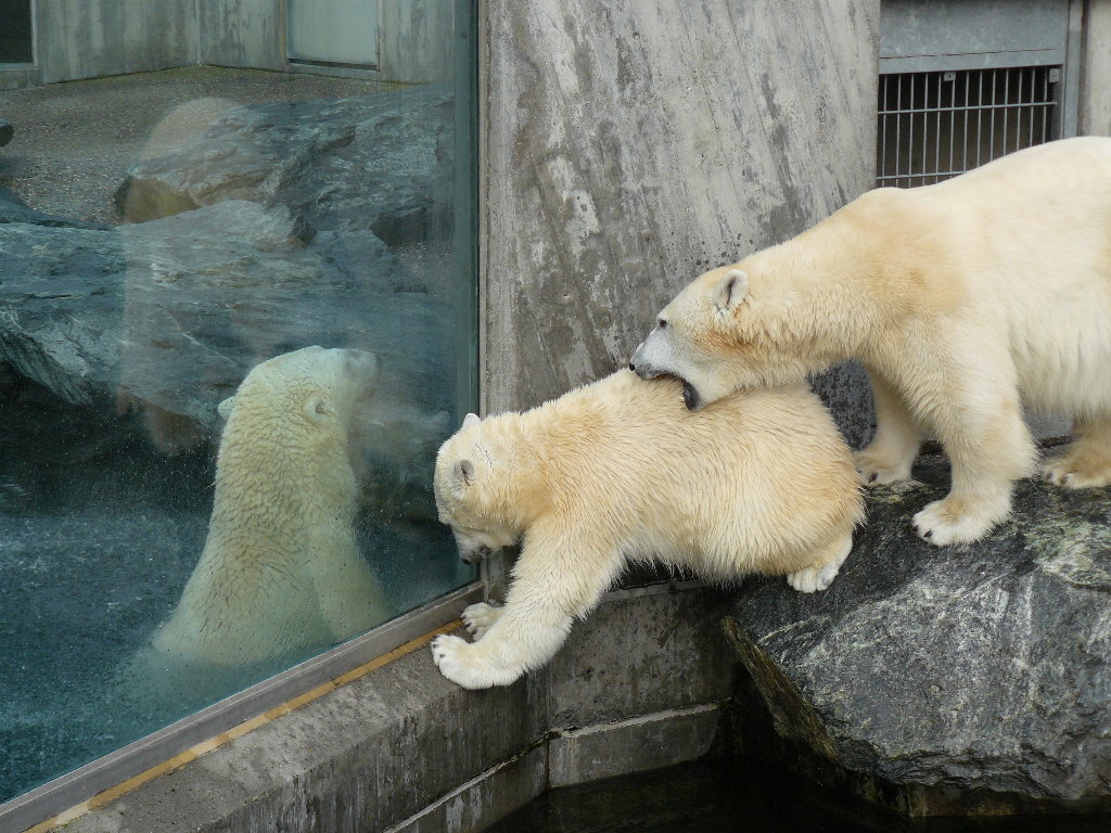 Eisbär Wilbär, Corinna und Anton