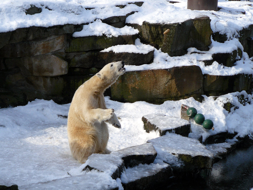 Eisbär Knut