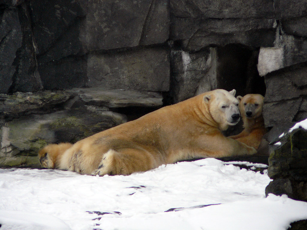 Eisbär Aika und Troll Tierpark Berlin