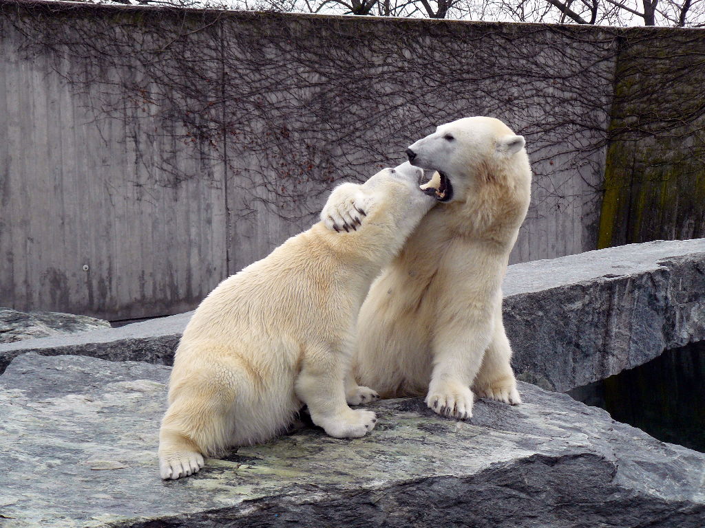 Eisbär Wilbär und Corinna