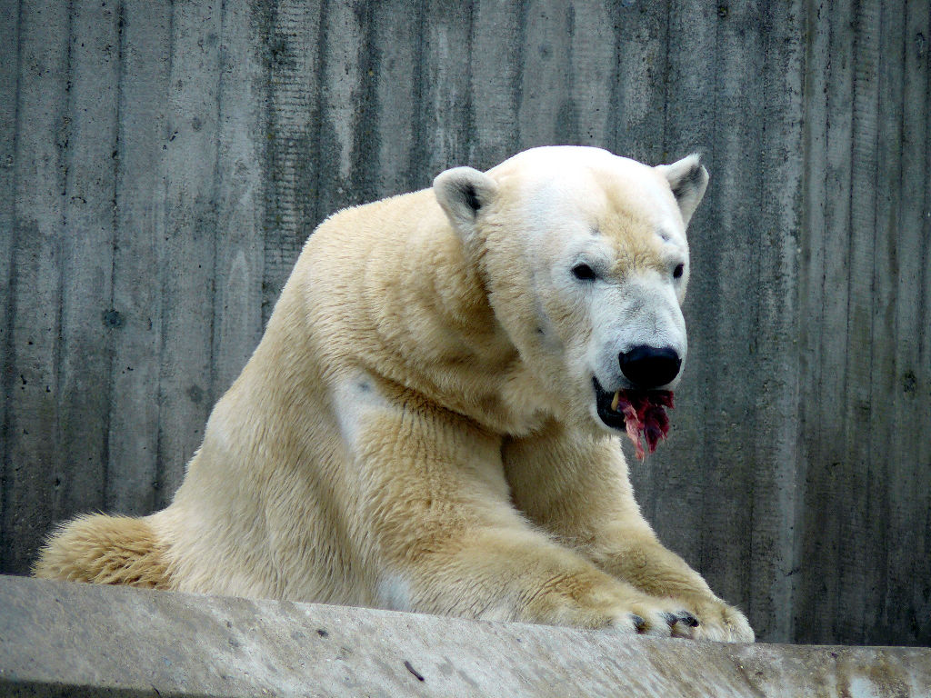 Eisbär Yogli